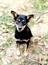 Close-up portrait of dog on field