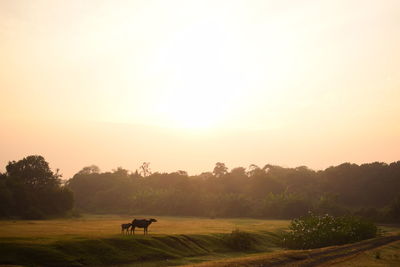 buffalo eating