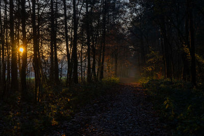 Trees in forest during autumn