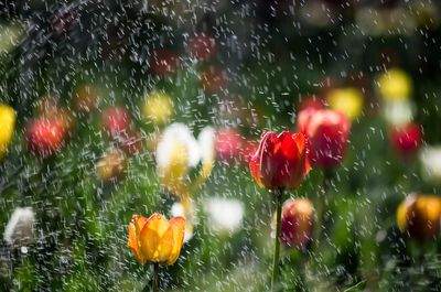 Close-up of wet red flowers in rainy season