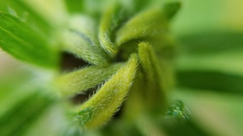 Macro shot of fresh green leaf