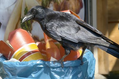 Close-up of bird