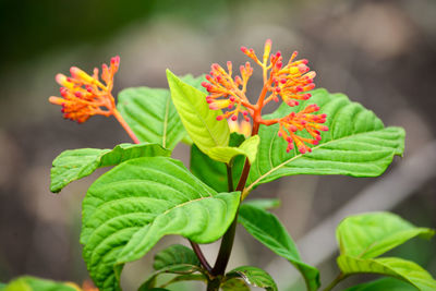 Close-up of red flowering plant