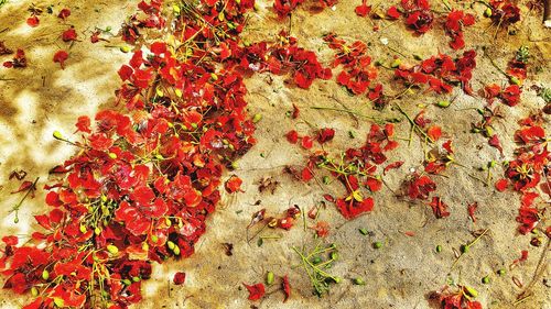 Full frame shot of red leaves