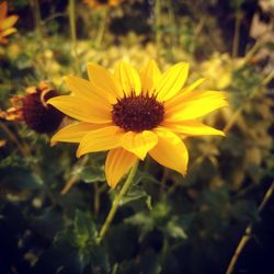 Close-up of yellow flower blooming in field