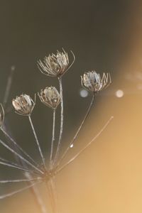 Close-up of dried plant