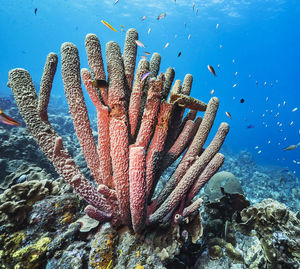 Close-up of fish underwater