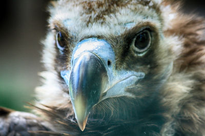 Close-up portrait of a bird