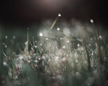 Close-up of wet plants on field