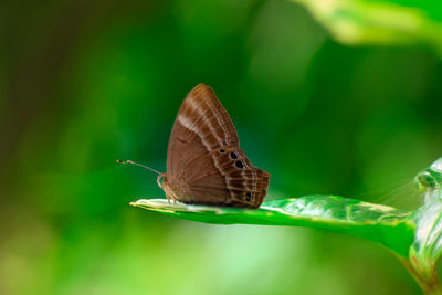 Butterfly on leaf