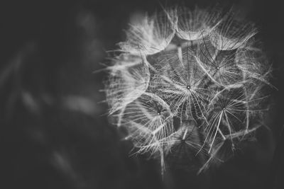 Close-up of dandelion