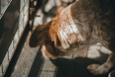 High angle view of a dog