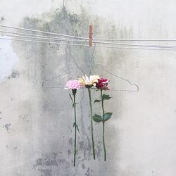 Close-up of pink flowering plant against wall