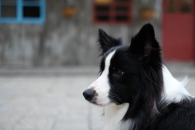 Close-up of border collie looking away