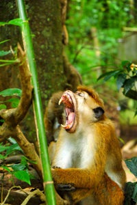 Monkey with mouth wide open and long teeth showing. yawning, not angry.