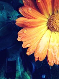 Close-up of yellow flower