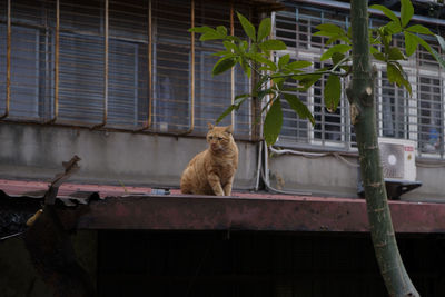 Cat sitting on a wall