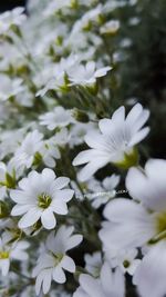 Close-up of white flowers blooming outdoors