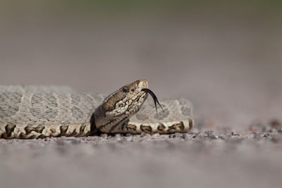 Close-up of lizard on rock