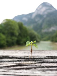 Close-up of plant against blurred background