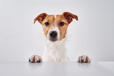 Jack russell terrier dog with paws on the table. portrait of cute dog