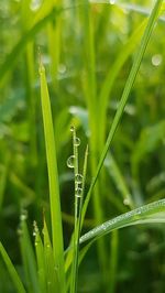 Close-up of wet plant on field