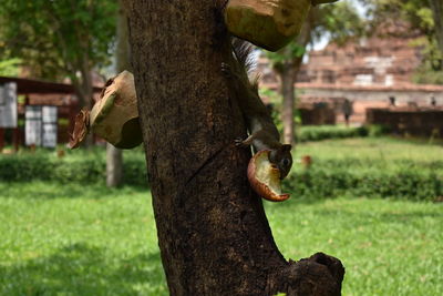 Close-up of lizard on tree trunk