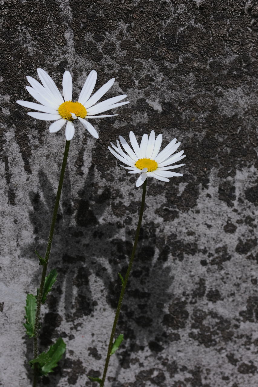 CLOSE-UP OF WHITE DAISIES