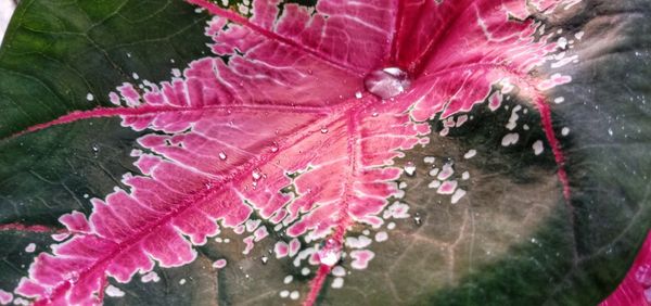 Close-up of raindrops on pink leaves