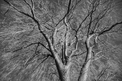 Bare trees against sky