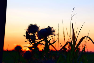 Silhouette of flowering plants on field against sky during sunset