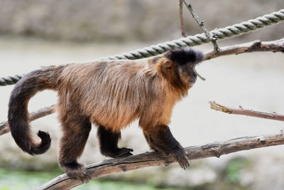 Side view of a monkey