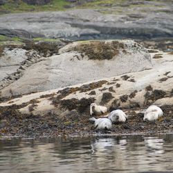 Sheep on rock by lake
