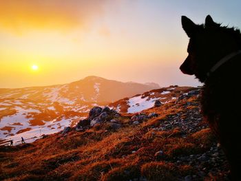 Dog looking at mountain against sky during sunset