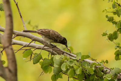 Bird perching on a tree