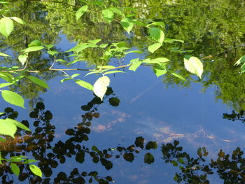 Reflection of leaves on water in lake