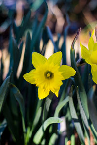 Close-up of yellow flower