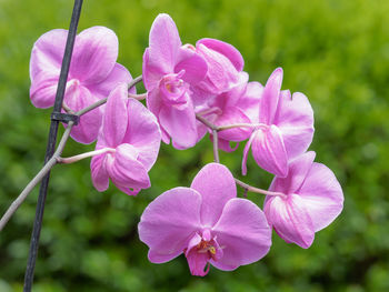 Close-up of pink flowers blooming outdoors