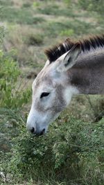 Close-up of a horse on field