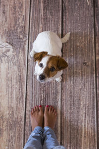 Low section of person with dog on wooden floor
