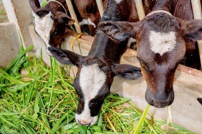 High angle view of cow in stable 