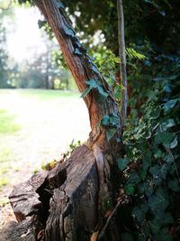 Close-up of tree trunk in forest