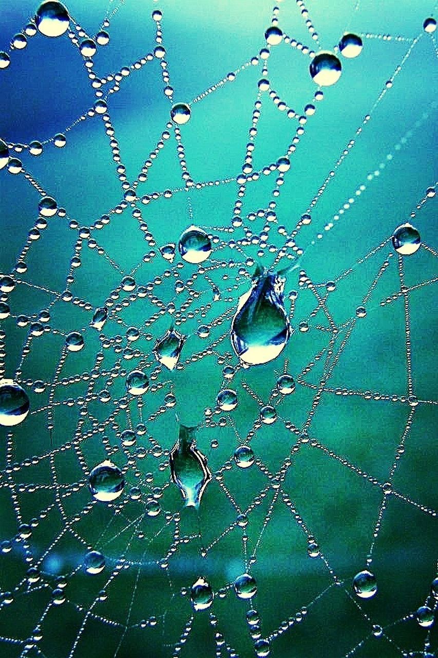 drop, spider web, water, wet, fragility, focus on foreground, close-up, dew, natural pattern, full frame, nature, backgrounds, raindrop, day, pattern, spider, rain, no people, complexity, outdoors