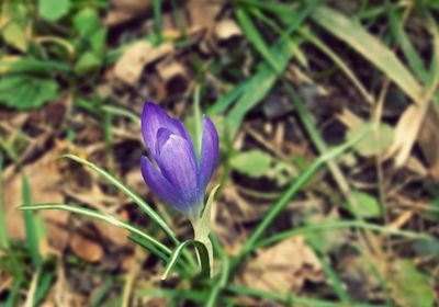 Close-up of purple crocus blooming on field