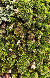 Full frame shot of moss growing on tree