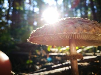 Close-up of mushroom in forest