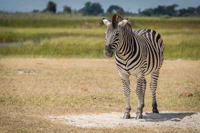 Zebra standing on field during sunny day