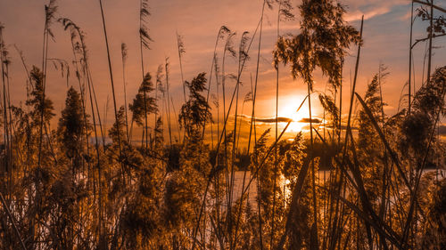 Silhouette plants against sky during sunset