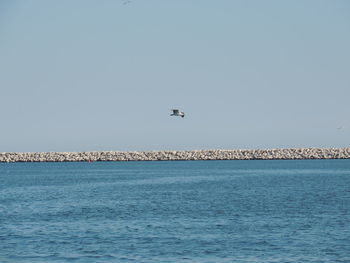 Bird flying over sea against clear sky