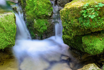 Scenic view of waterfall in forest